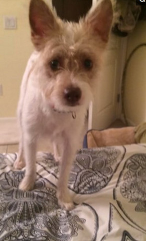 主人敷面膜狗狗反应搞笑视频大全,戈赞宠物