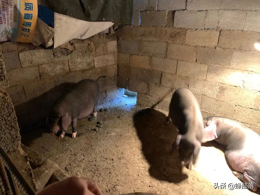 如何让猪定点排放,如何让猪在固定地方睡