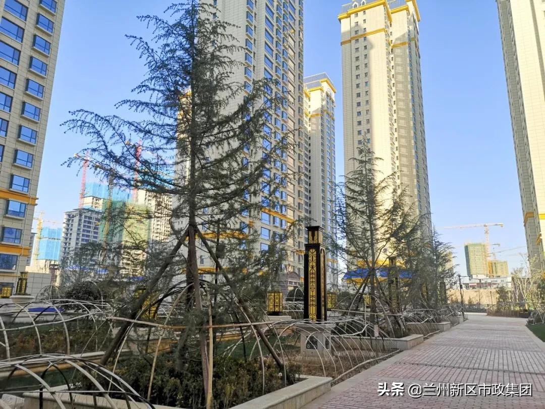 鍏板窞鏂板尯涔惧厓閲戞捣鍥介檯鍥灄缁垮寲,鍖犲績甯傛斂