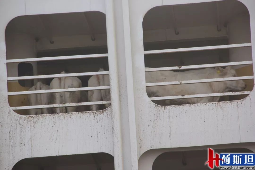 6000多头“澳妞”登陆京唐港中澳贸易即将零关税安格斯关税直降2%