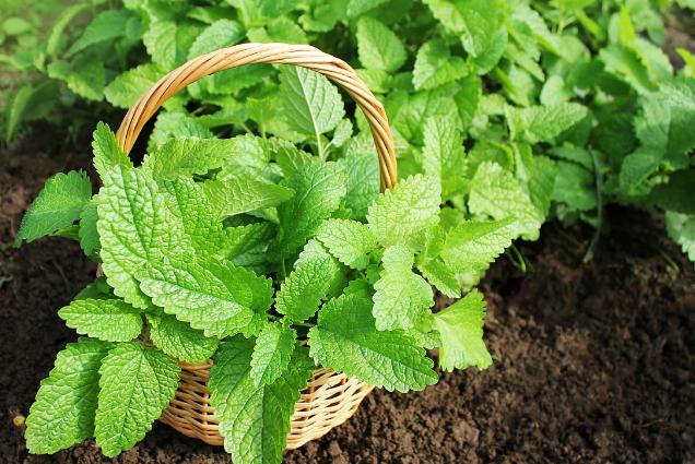 盆栽薄荷种子的种植方法,盆栽薄荷叶子枯黄了咋办