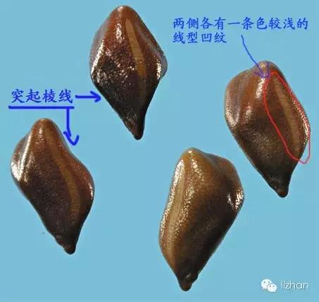 每天一味中药方剂,护肝最好的一味中药决明子