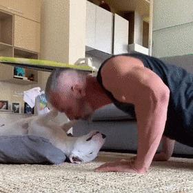 西班牙宠物狗被遛30次,西班牙狗狗一天被遛28次