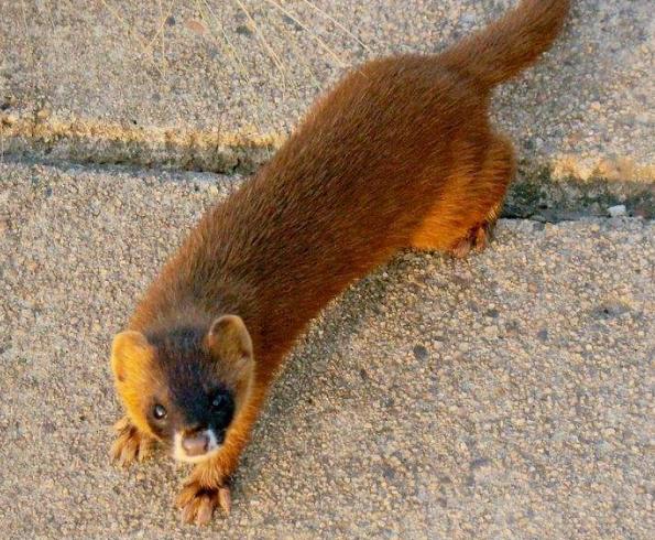 捕杀黄鼠狼被判几年,抓捕15只黄鼠狼是否犯罪