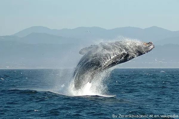 为什么日本人都爱反季节玩冲绳？温度适宜价格低，还有这些