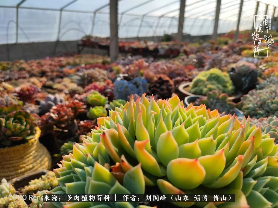 冬季室温20度以上多肉怎么养,贵的不一定就是好的便宜的