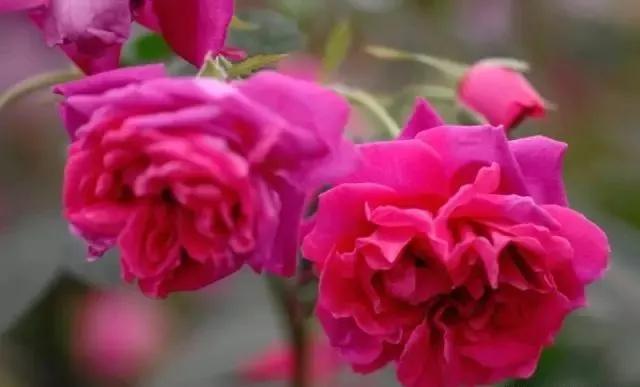 100种玫瑰花品种大全,玫瑰花有哪些品种大全