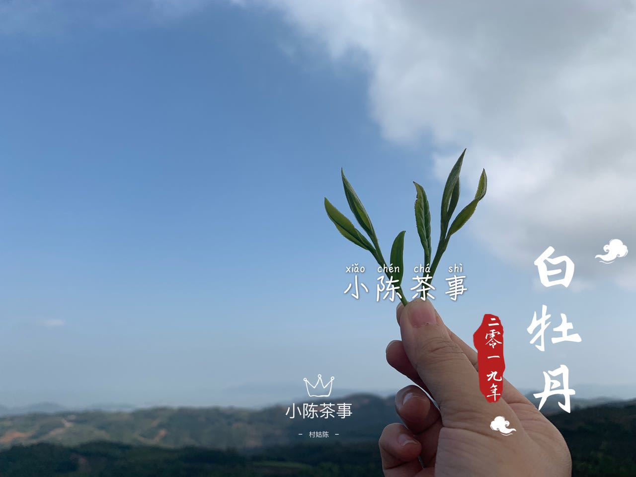 春白茶的采摘标准，无论白毫银针、白牡丹、春寿眉，只看芽叶吗？