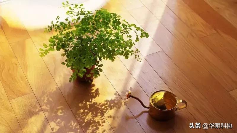 哪些绿植吸甲醛比较好,哪些绿植吸甲醛最厉害呢