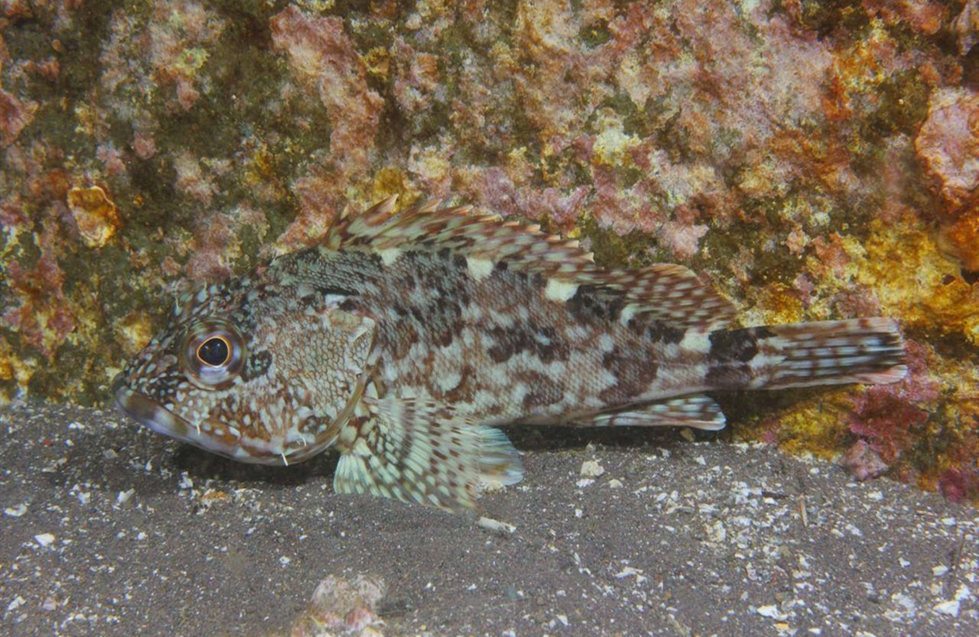 溪流石斑好钓点位置广东清远,小型水库钓溪石斑如何选钓点