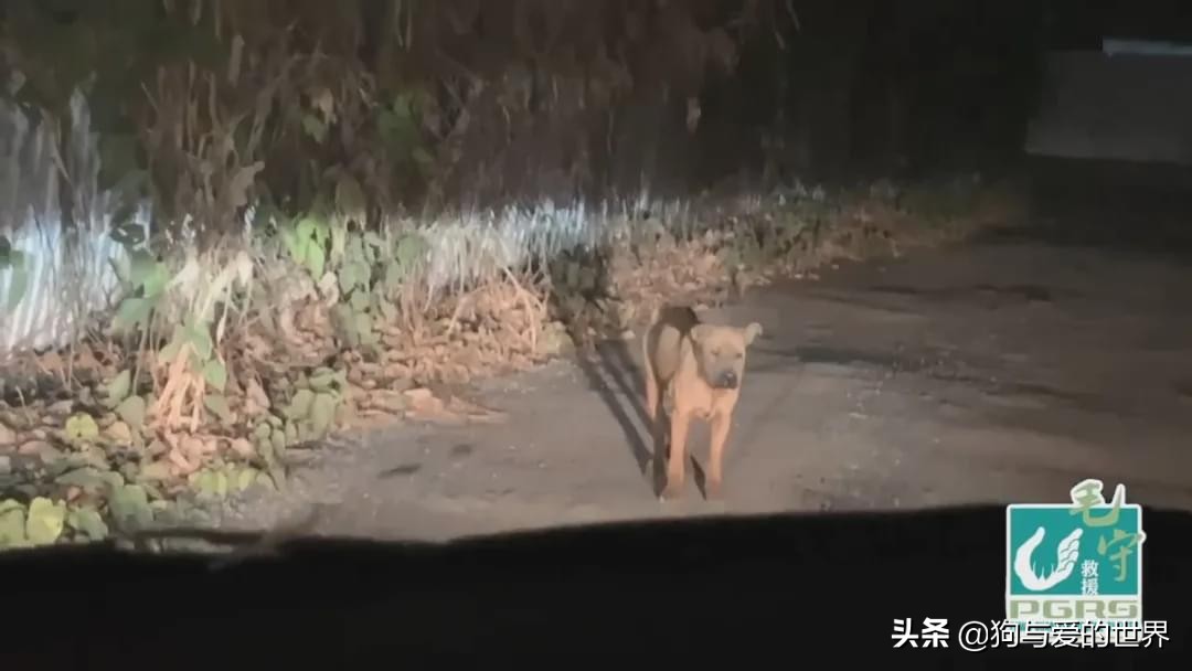 主人狠心抛弃刚生完的狗,养了6年的狗被主人抛弃