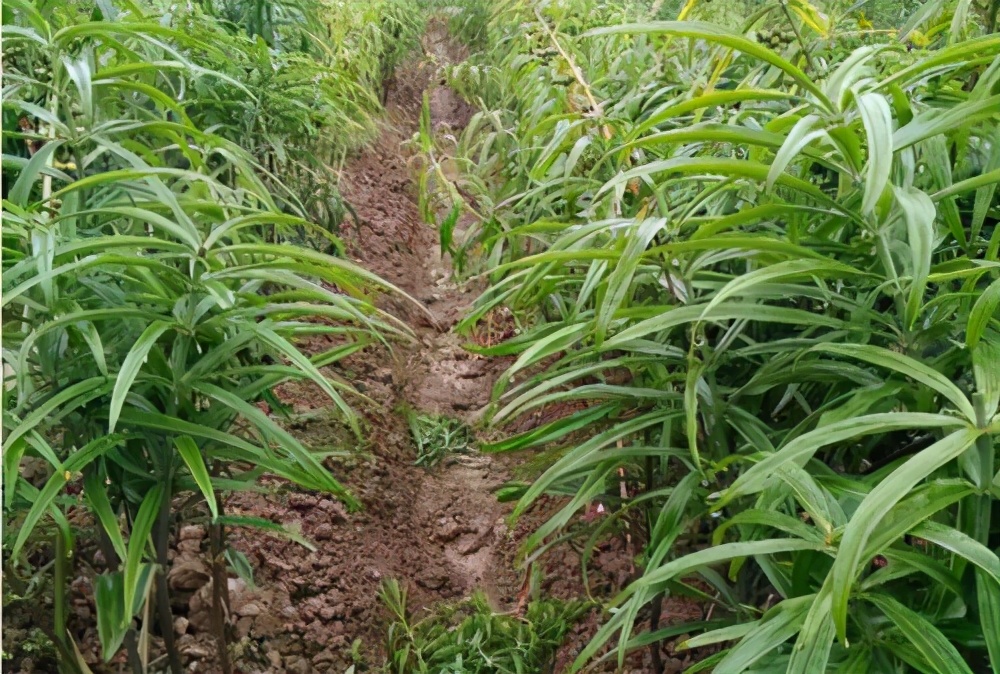 黄精种植扶贫,乡村振兴中药材黄精种植