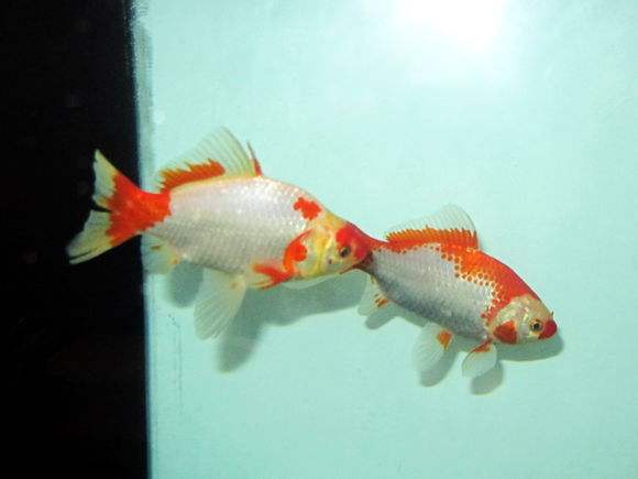 哪个品种的金鱼最漂亮最好看,传统金鱼国粹金鱼