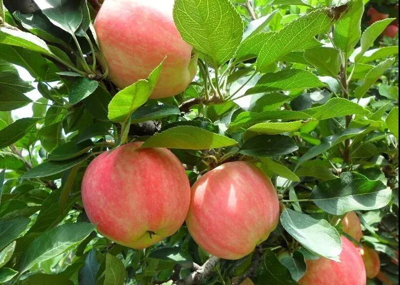石家庄十大特产美食,石家庄市十大特产