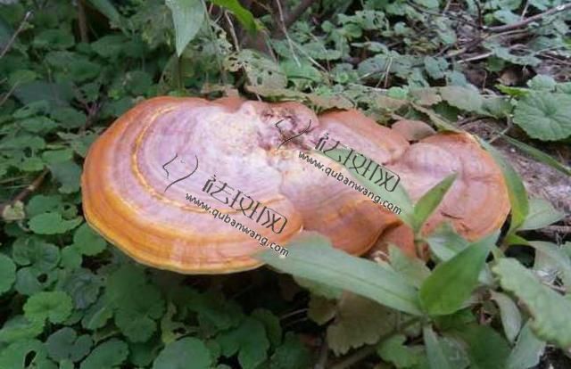 怎样吃灵芝可祛斑,灵芝有祛斑的功效吗