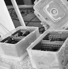 家里杨梅怎么储存,销售杨梅的保鲜储存方法