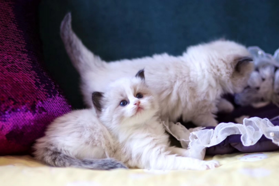 宠物猫行业前景如何,为什么宠物行业利润大