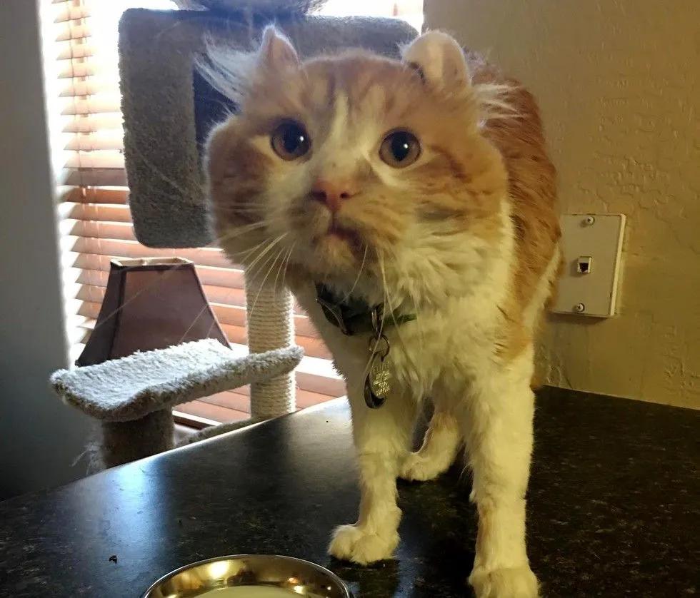 一只猫咪出了车祸,猫咪遇难被好心人救下