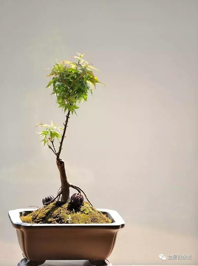 盆景艺术欣赏视频大全,盆景万象盆