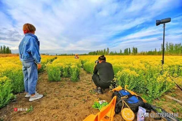 2022年焉耆板蓝根种植基地,新疆板蓝根花开了吗