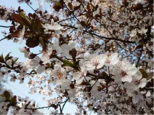 好书推荐快来领取你的宝藏书单,100种百花图谱大全