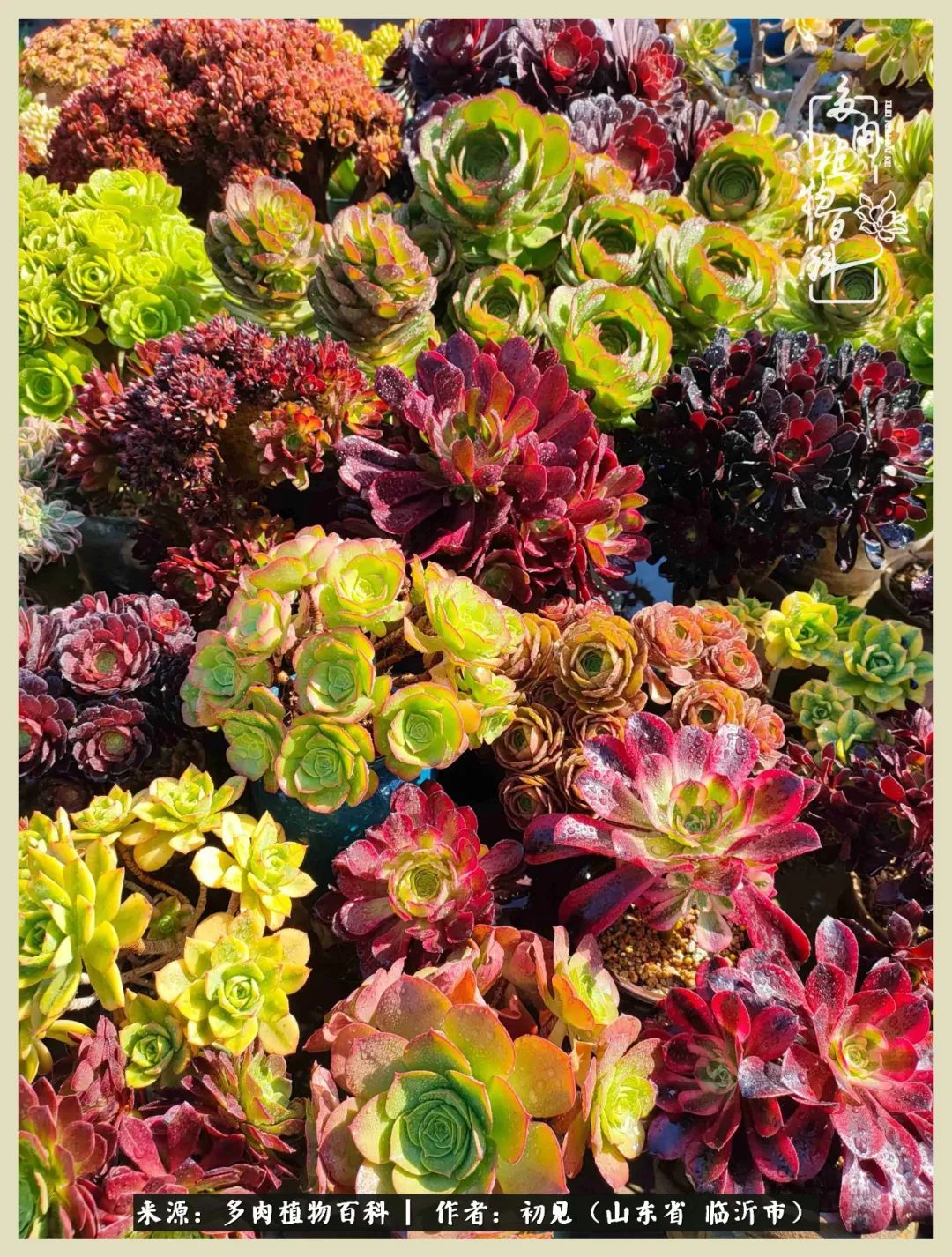 和多肉植物相伴,和多肉相处的心情