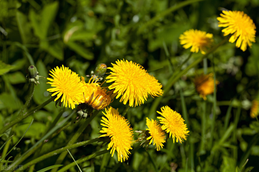 生日鲜花用哪几种花,代表友谊长存和生日快乐花语的花