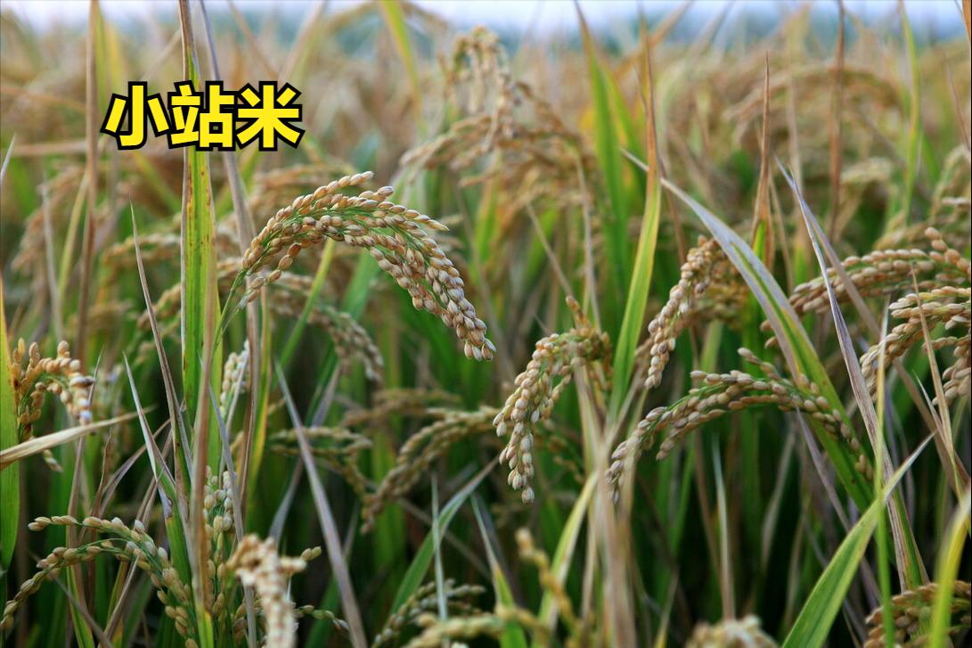 全国最好吃的大米有哪些,大米排名好吃的是哪种米