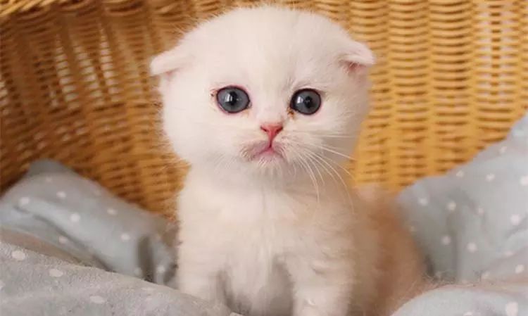 最受欢迎的猫品种前十名,国内最受欢迎的6种猫咪橘猫