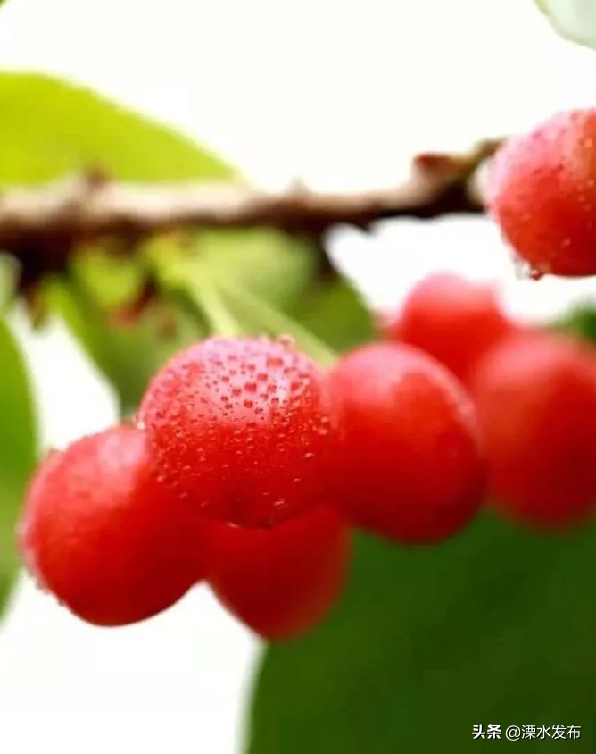 快收藏!溧水两条春日宝藏线路来了~