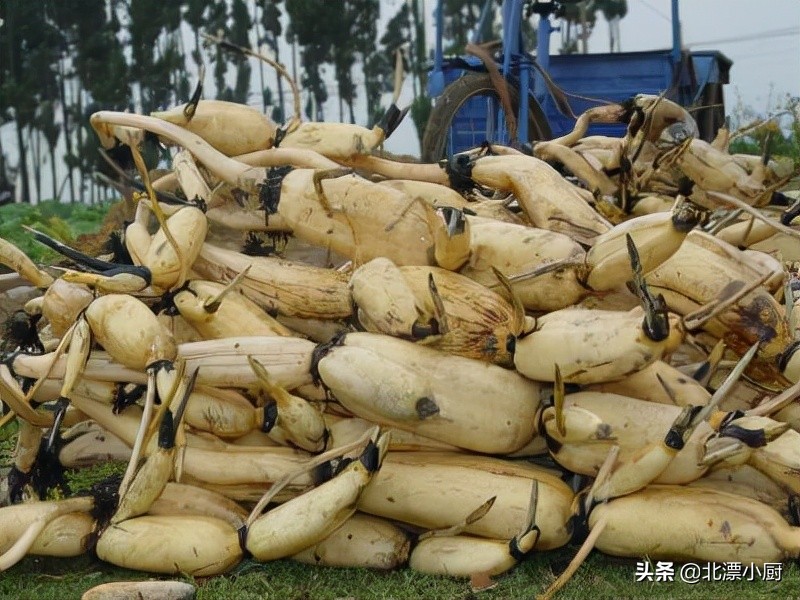 全国哪里莲藕最多最便宜,全国最好的莲藕品种粉藕