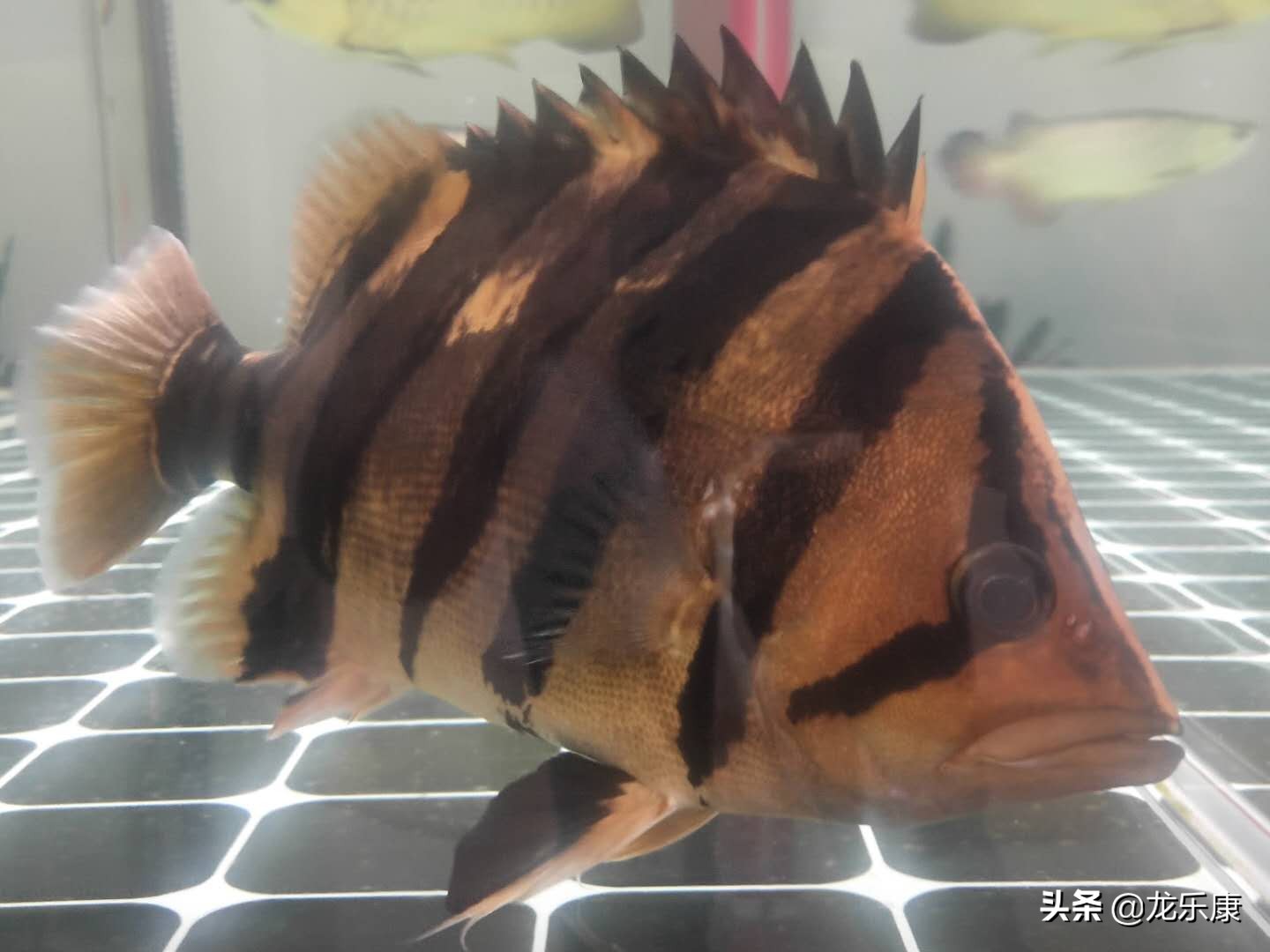 虎鱼鱼苗怎么入缸,虎鱼如何繁育