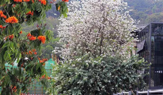 深圳免费公园哪里最好啊,深圳十大免费公园景点大全