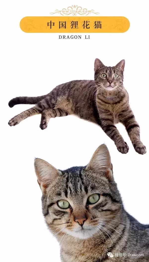 搜猫咪各种图片,世界猫咪图录