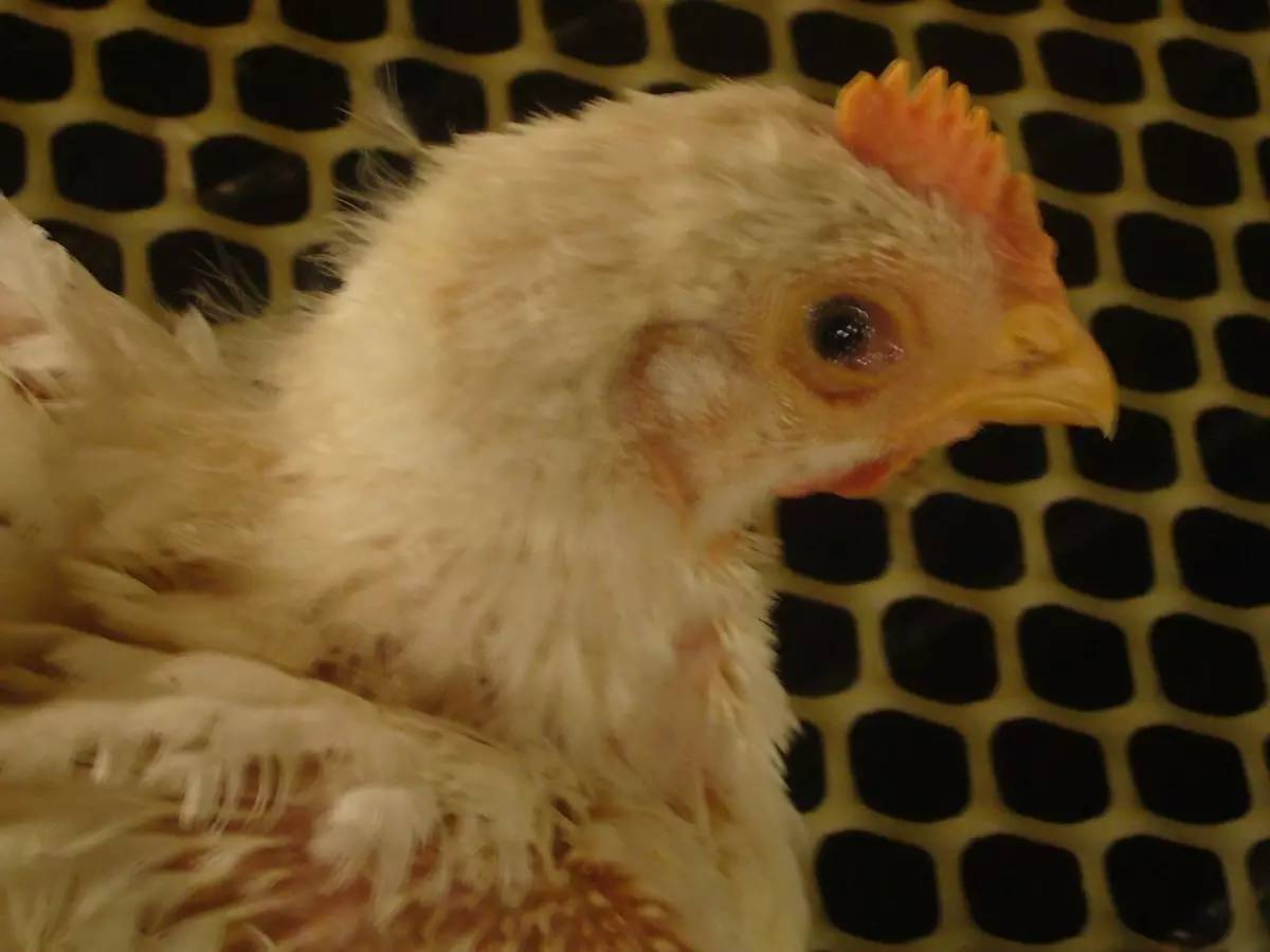 全面了解一下鸡感冒的全过程，鸡群感冒到底怎么办