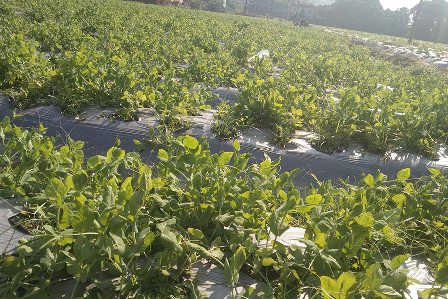 南方人吃龙须菜,南方人吃龙须