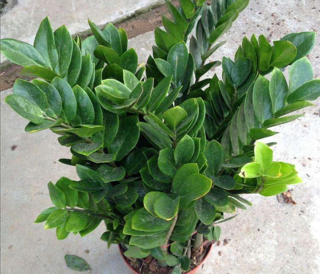 养金钱树花小窍门方法,金钱树怎么养才能长得旺盛