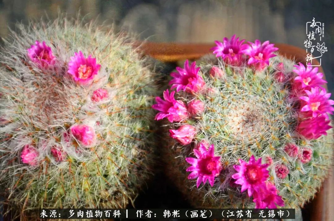 听音乐赏多肉,听音乐赏花赏美景