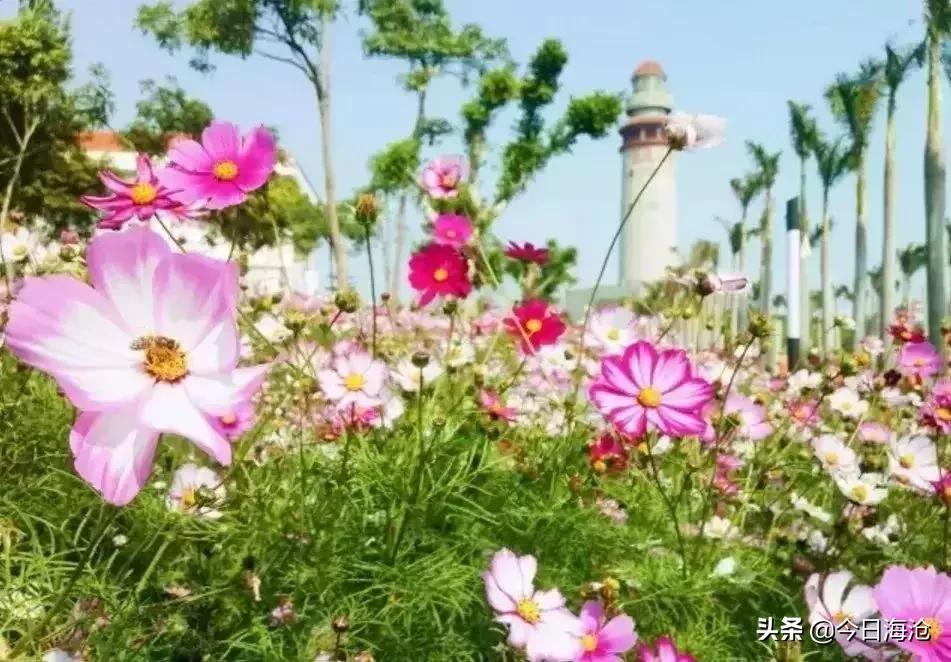 厦门将新增一条滨海浪漫线,厦门一条很美的路线