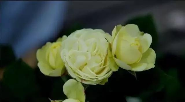 给大家介绍一下玫瑰品种,玫瑰的品种及特点介绍