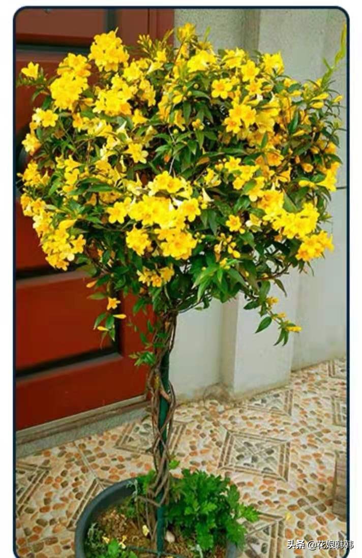 什么花比茉莉还好养,四季茉莉花哪个品种好养