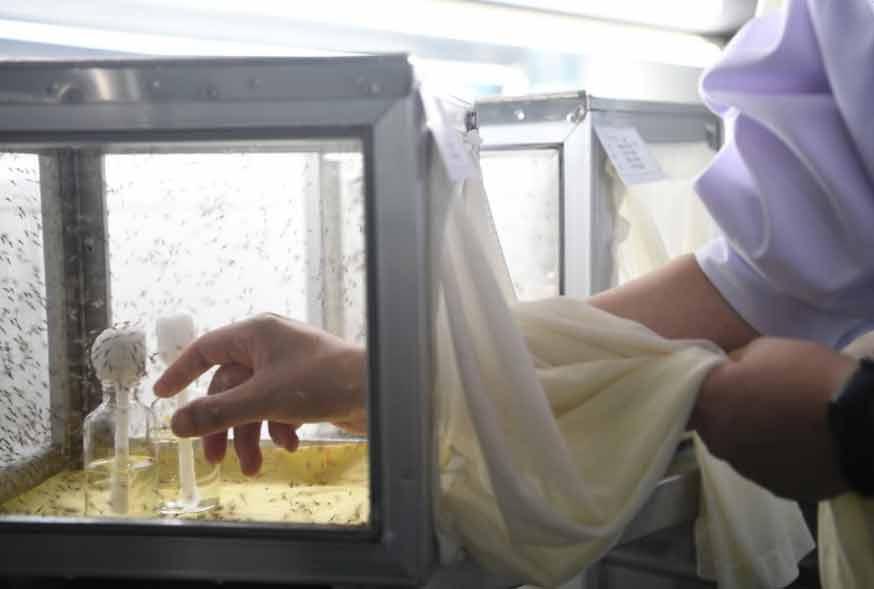 全球约80种疾病通过蚊子传播!有一群人专业养蚊子