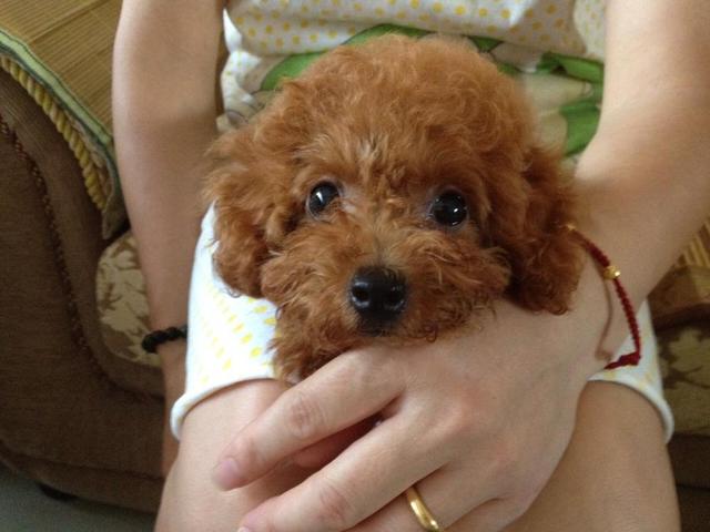 泰迪犬为啥不建议新手养,养泰迪犬要准备什么要注意什么