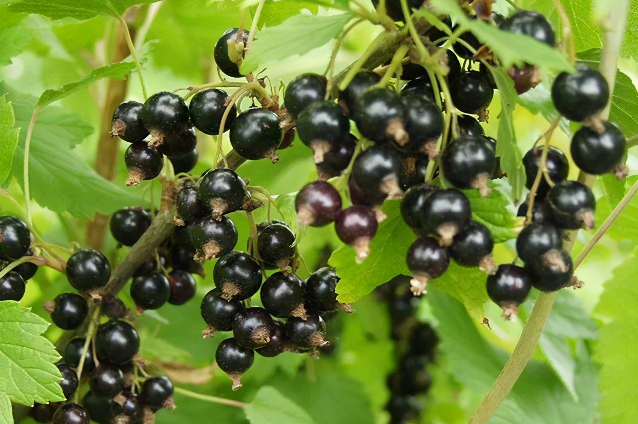 想吃水果不用买，栽一棵“小果树”，几个月就结果，南北方都可养