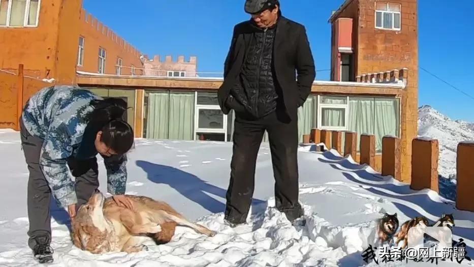 这位“女汉子”在*疆新**，把狼养成了哈士奇，就是经常揍狼的那个