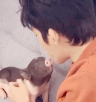 井柏然与他的小猪,井柏然的小猪视频