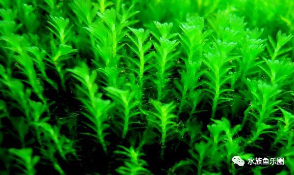 皇冠水草品种大全,亚马逊水草品种