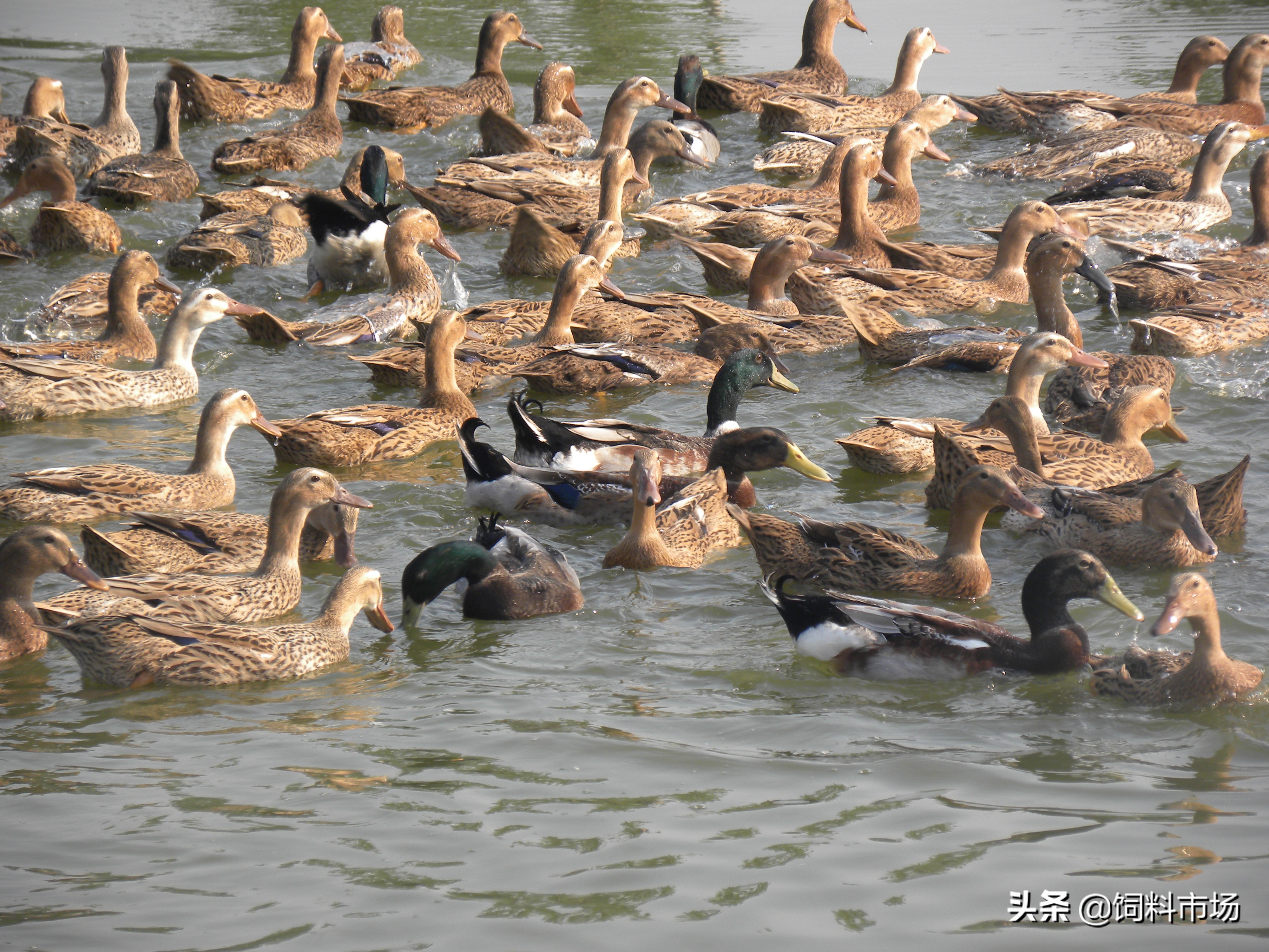 麻鸭肉质紧实鲜嫩美味,细长脖子麻鸭