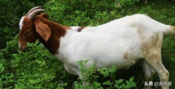 羊羔什么时候可以放牧,羔羊多少天可以跟大羊放牧