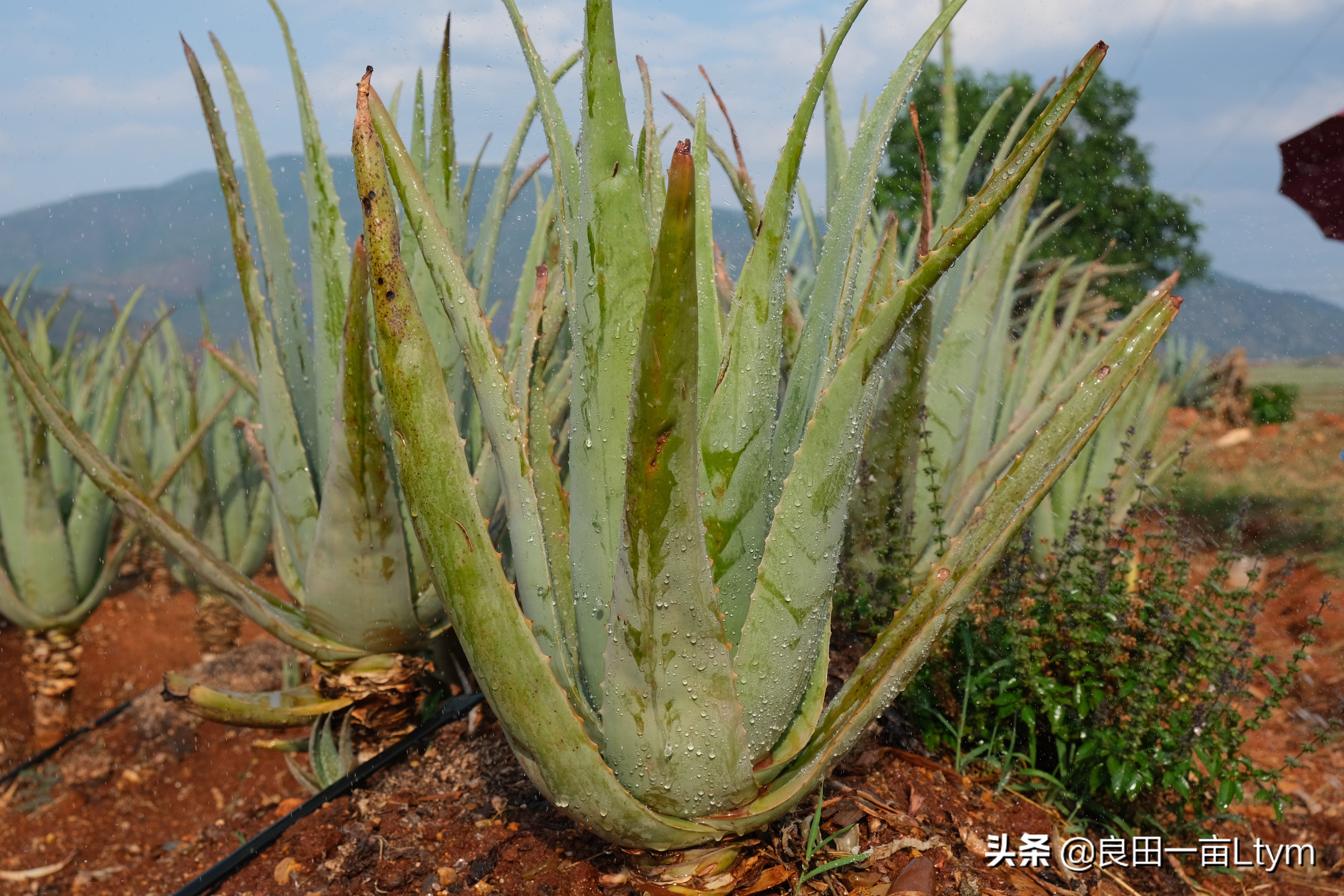 “活着的芦荟护肤品”，你来云南元江看一次芦荟海就够了